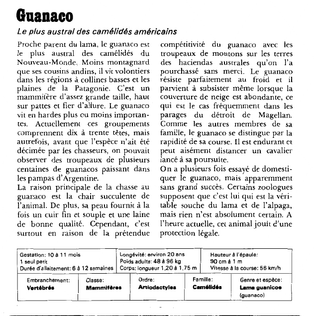 Prévisualisation du document Guanaco:Le plus austral des camélidés américains.