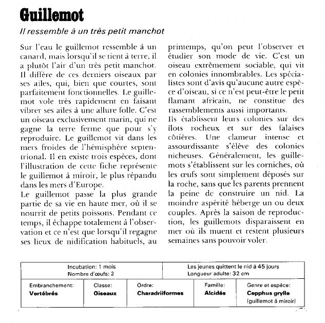 Prévisualisation du document Guillemot:Il ressemble à un très petit manchot.