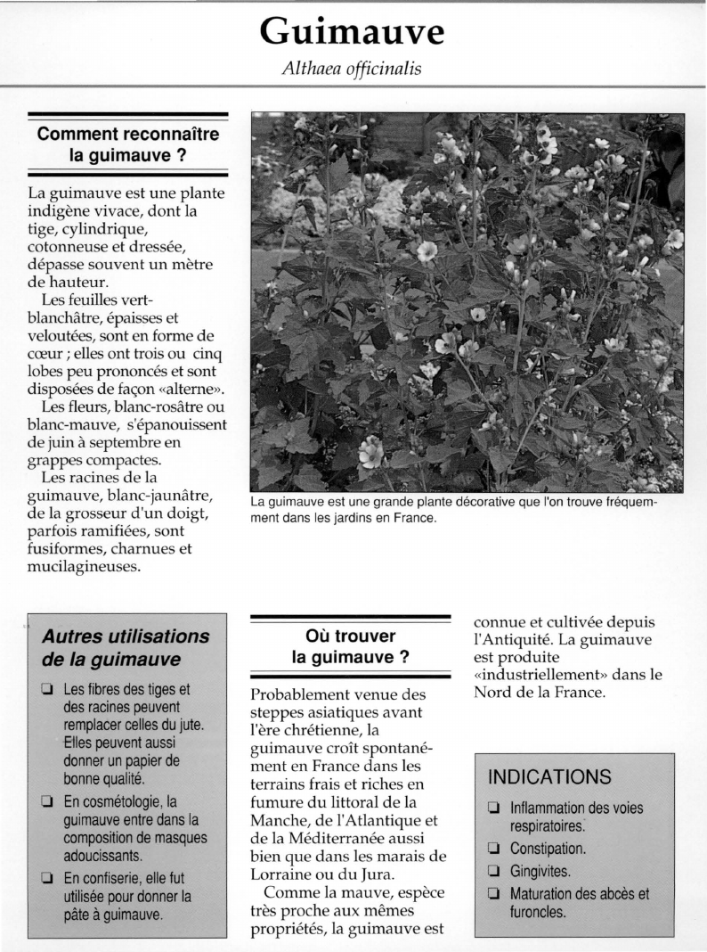 Prévisualisation du document Guimauve.