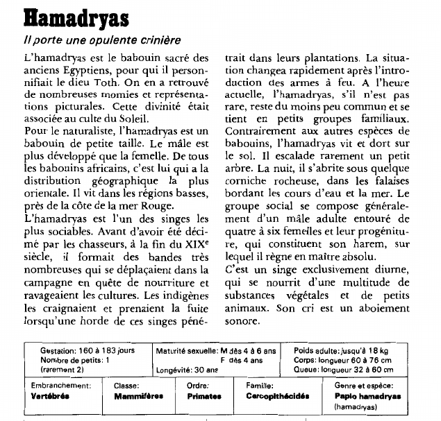 Prévisualisation du document Hamadryas:Il porte une opulente crinière.