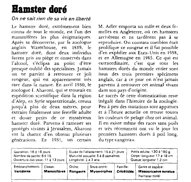 Prévisualisation du document Hamster doré:On ne sait rien de sa vie en liberté.
