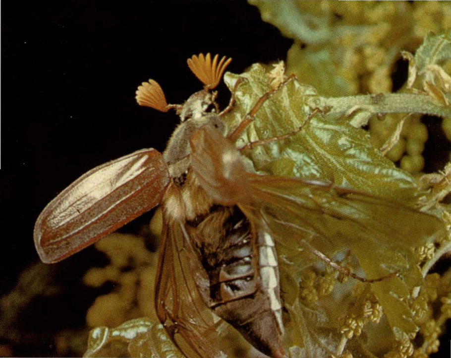 Prévisualisation du document Hanneton:
Un des insectes les plus populaires.