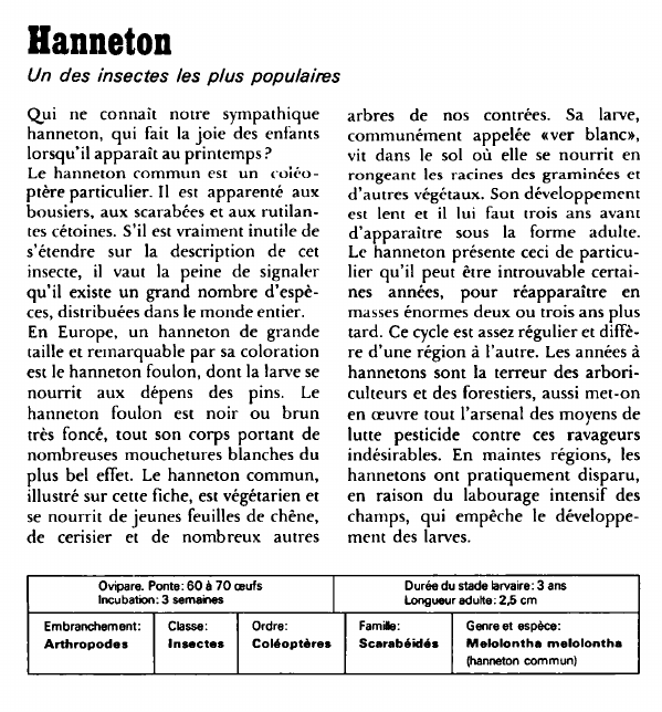 Prévisualisation du document Hanneton:Un des insectes les plus populaires.