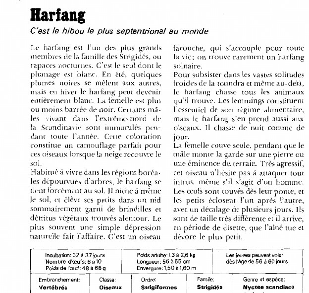 Prévisualisation du document Harfang:C'est le hibou le plus septentrional au monde.
