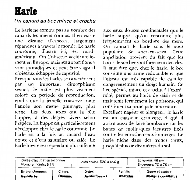 Prévisualisation du document Harle:Un canard au bec mince et crochu.