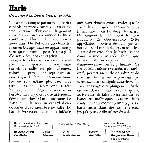 Prévisualisation du document Harle:Un canard au bec mince et crochu.