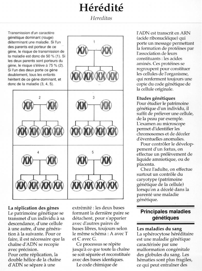 Prévisualisation du document Hérédité.