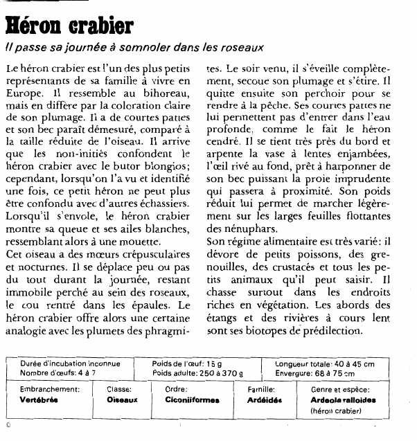 Prévisualisation du document Héron crabierIl passe sa journée à somnoler dans les roseauxLe héron crabier est l'un des plus petits représentants de sa famille à vivre en Europe.