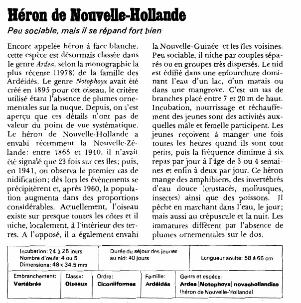 Prévisualisation du document Héron de Nouvelle-Hollande:Peu sociable, mais il se répand fort bien.