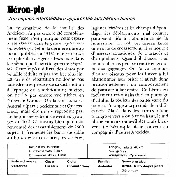 Prévisualisation du document Héron-pie:Une espèce intermédiaire apparentée aux hérons blancs.