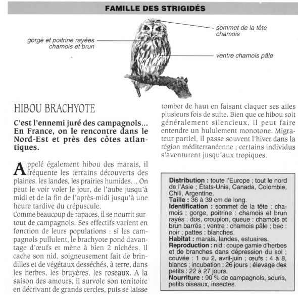Prévisualisation du document HIBOU BRACHYOTE