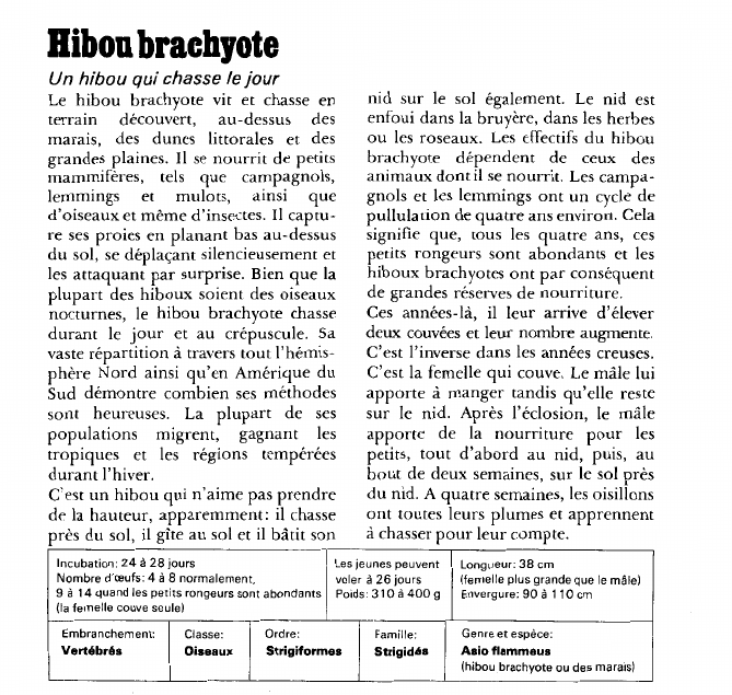 Prévisualisation du document Hibou brachyote:Un hibou qui chasse le jour.