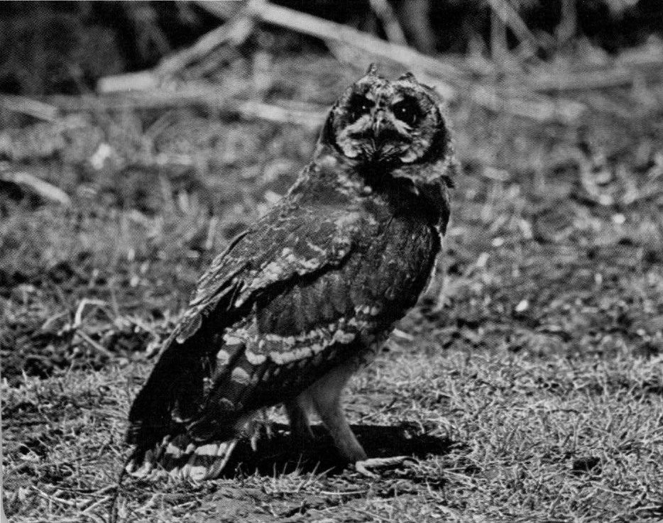 Prévisualisation du document Hibou du Cap:
Ou hibou des marais africain.