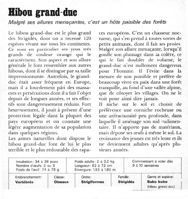 Prévisualisation du document Hibou grand-duc:Malgré ses allures menaçantes, c'est un hôte paisible des forêts.