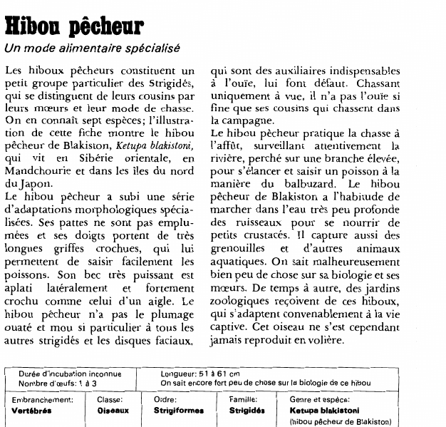 Prévisualisation du document Hibou pécheur:Un mode alimentaire spécialisé.
