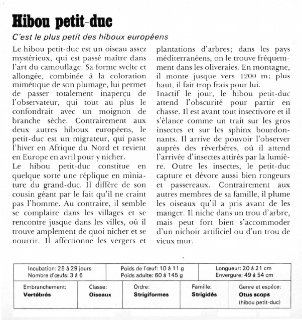 Prévisualisation du document Hibou petit-duc:C'est le plus petit des hiboux européens.