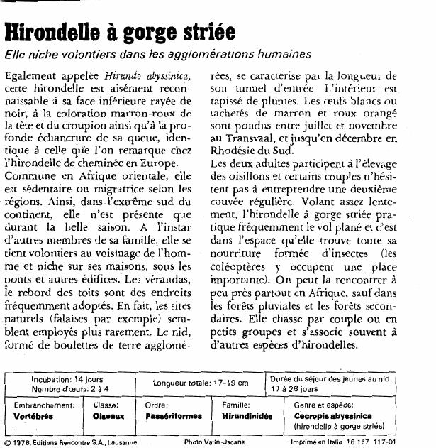 Prévisualisation du document Hirondelle à gorge striée:Elle niche volontiers dans les agglomérations humaines.