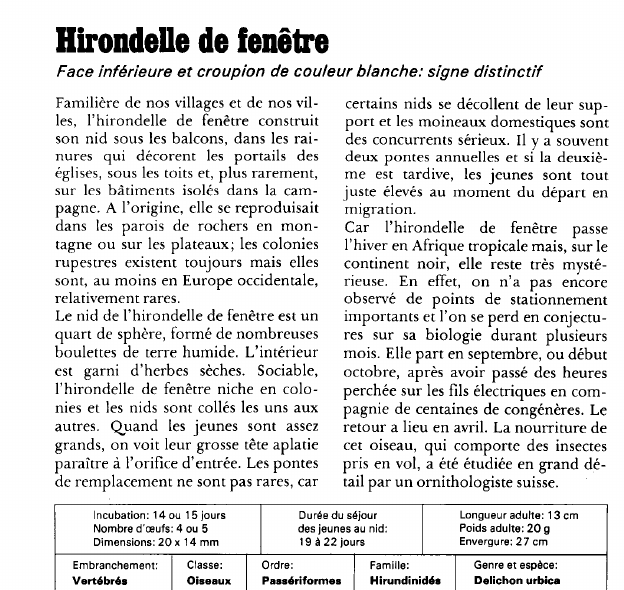 Prévisualisation du document Hirondelle de fenêtre:Face inférieure et croupion de couleur blanche: signe distinctif.
