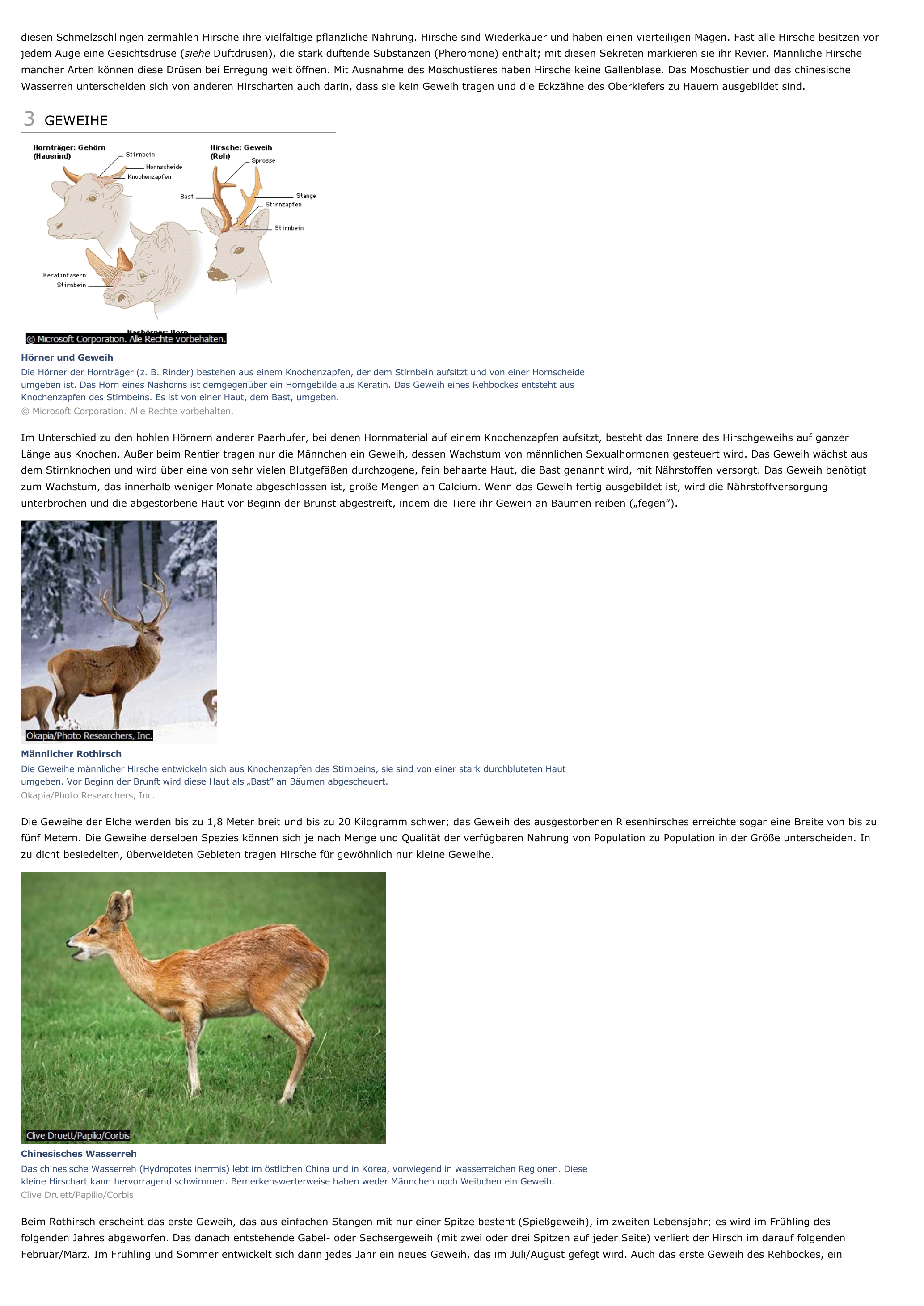 Prévisualisation du document Hirsche - biologie.