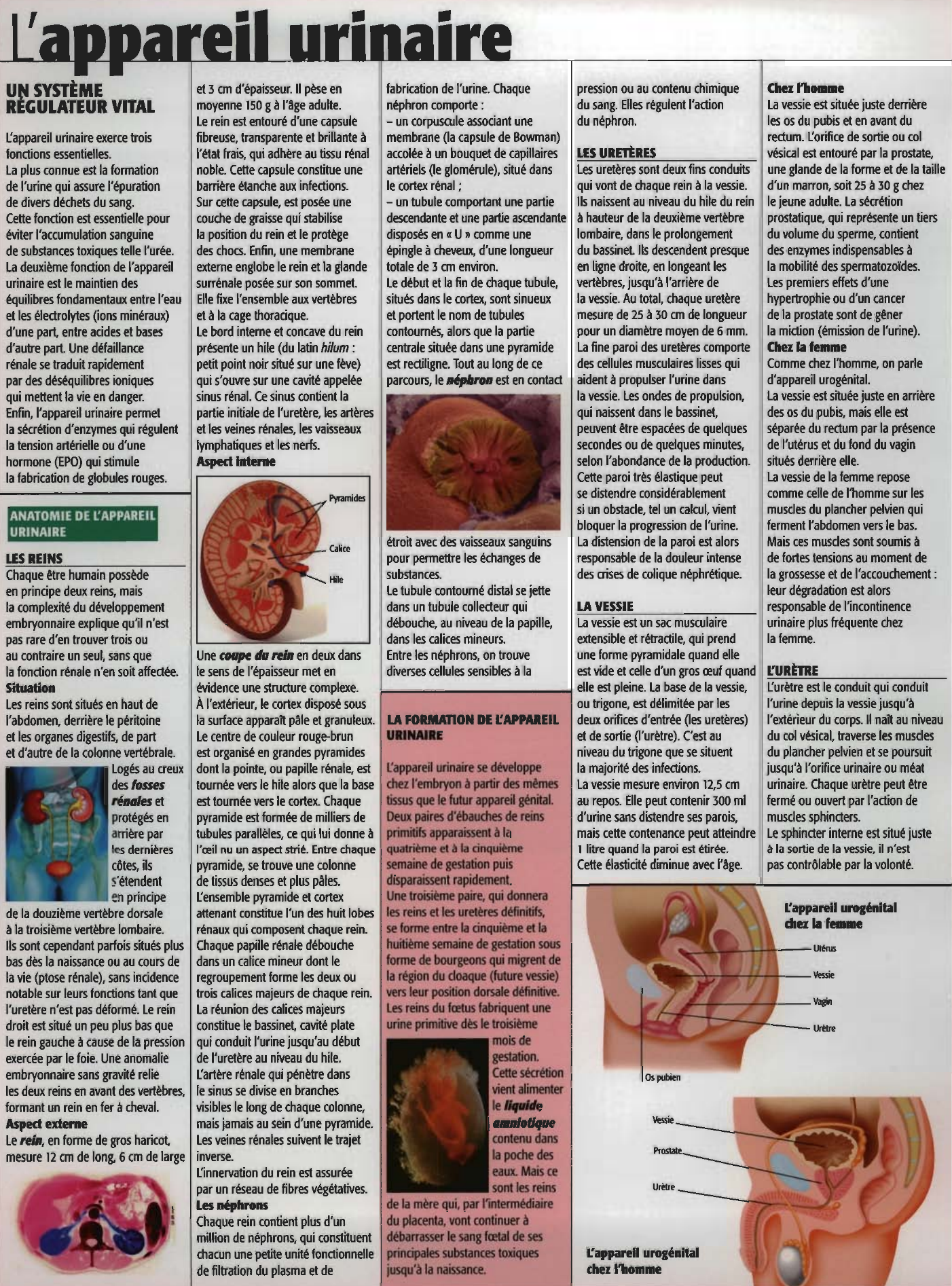 Prévisualisation du document Histologie: les voies urinaires chez les Mammifères