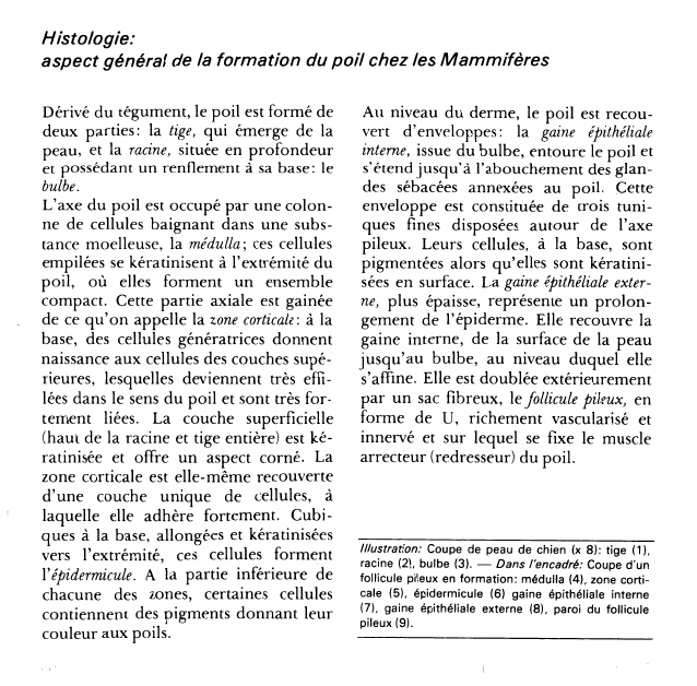 Prévisualisation du document Histologie:aspect général de la formation du poil chez les Mammifères.