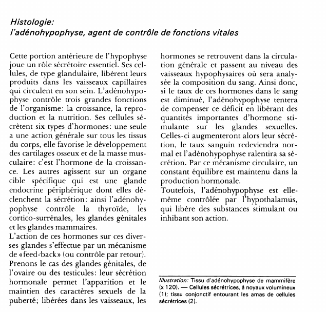 Prévisualisation du document Histologie:l'adénohypophyse, agent de contrôle de fonctions vitales.