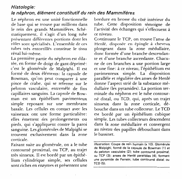 Prévisualisation du document Histologie:le néphron, élément constitutif du rein des Mammifères.