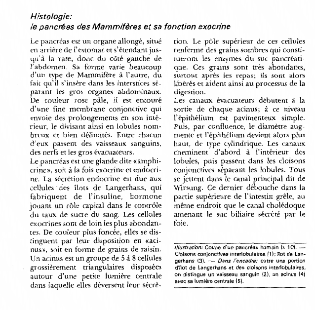 Prévisualisation du document Histologie:le pancréas des Mammifères et sa fonction exocrine.