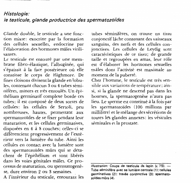 Prévisualisation du document Histologie:le testicule, glande productrice des spermatozoïdes.