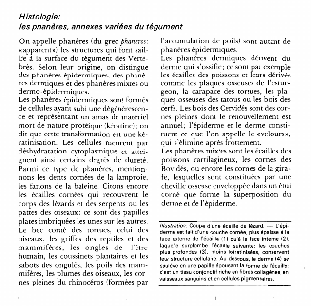 Prévisualisation du document Histologie:les phanères, annexes variées du tégument.