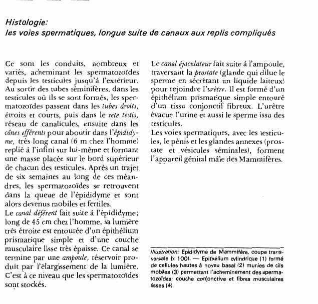 Prévisualisation du document Histologie:les voies spermatiques, longue suite de canaux aux replis compliqués.