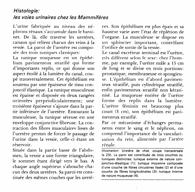 Prévisualisation du document Histologie:les voies urinaires chez les Mammifères.