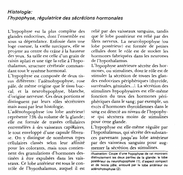 Prévisualisation du document Histologie:l'hypophyse, régulatrice des sécrétions hormonales.