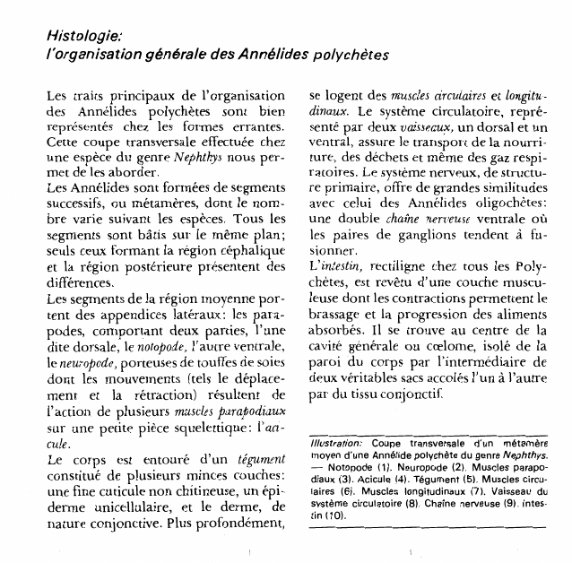 Prévisualisation du document Histologie:l'organisation générale des Annélides polychètes.