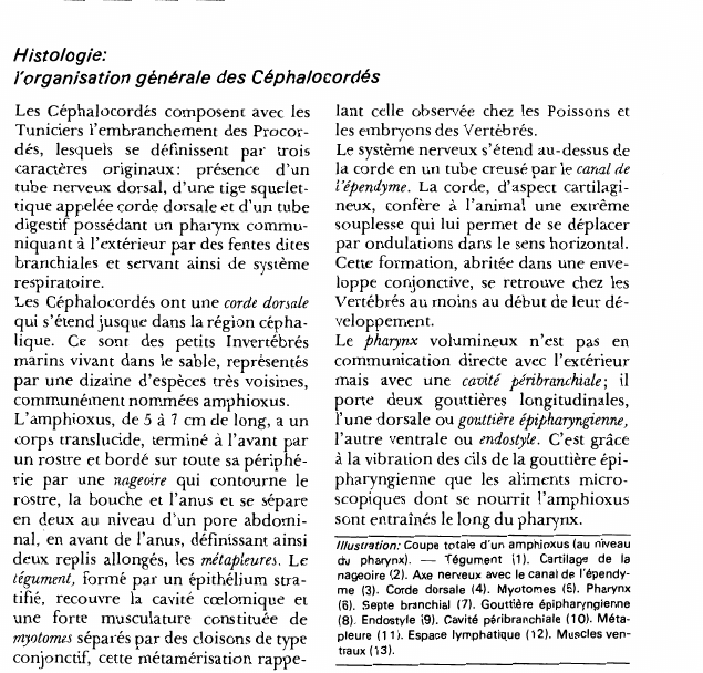 Prévisualisation du document Histologie:l'organisation générale des Céphalocordés.