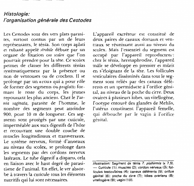 Prévisualisation du document Histologie:l'organisation générale des Cestodes.