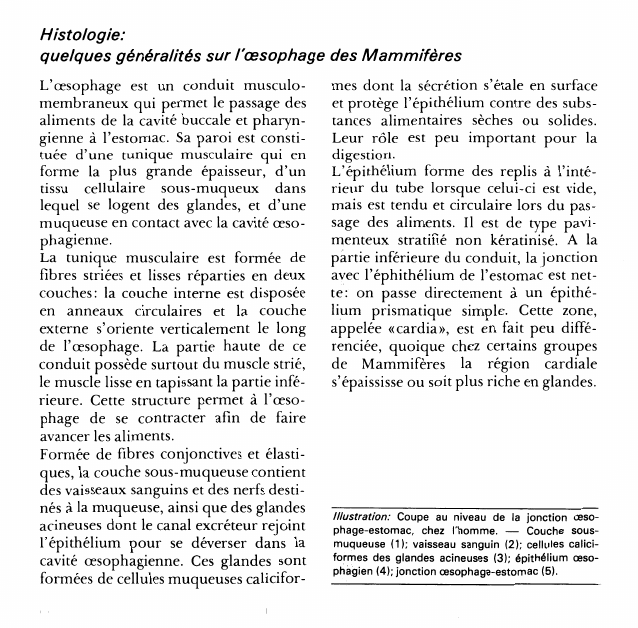 Prévisualisation du document Histologie:quelques généralités sur fcesophage des Mammifères.