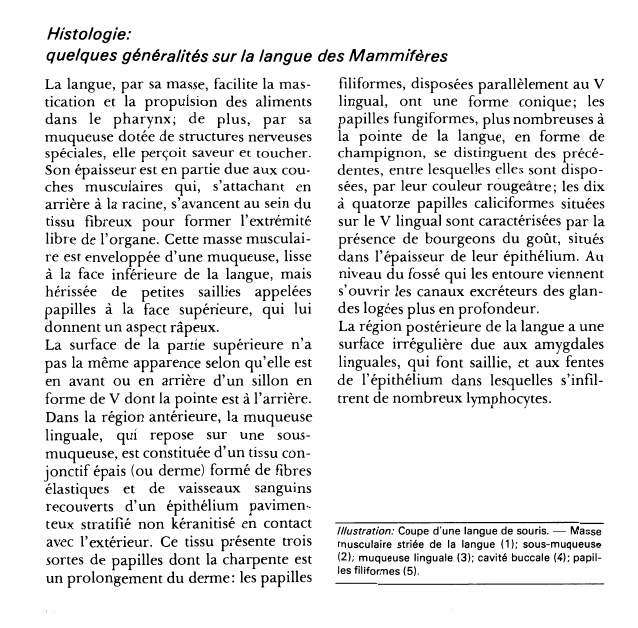 Prévisualisation du document Histologie:quelques généralités sur la langue des Mammifères.