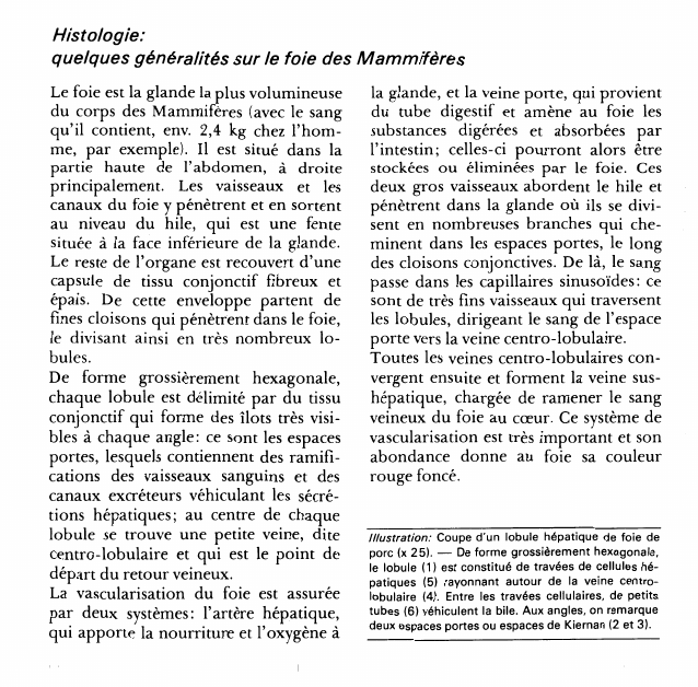 Prévisualisation du document Histologie:quelques généralités sur le foie des Mammifères.