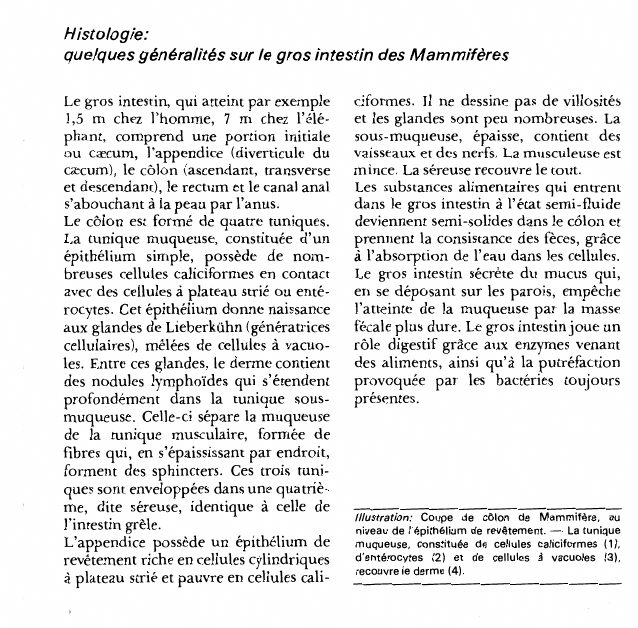 Prévisualisation du document Histologie:quelques généralités sur le gros intestin des Mammifères.