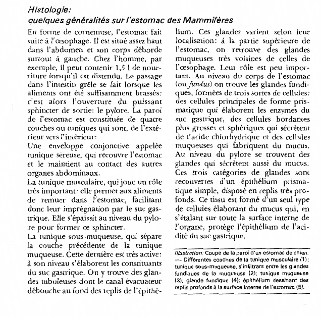 Prévisualisation du document Histologie:quelques généralités sur l'estomac des Mammifères.