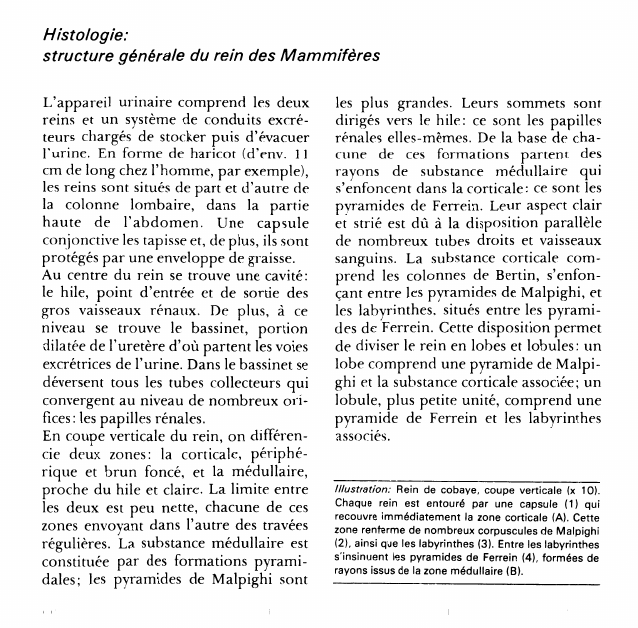 Prévisualisation du document Histologie:structure générale du rein des Mammifères.