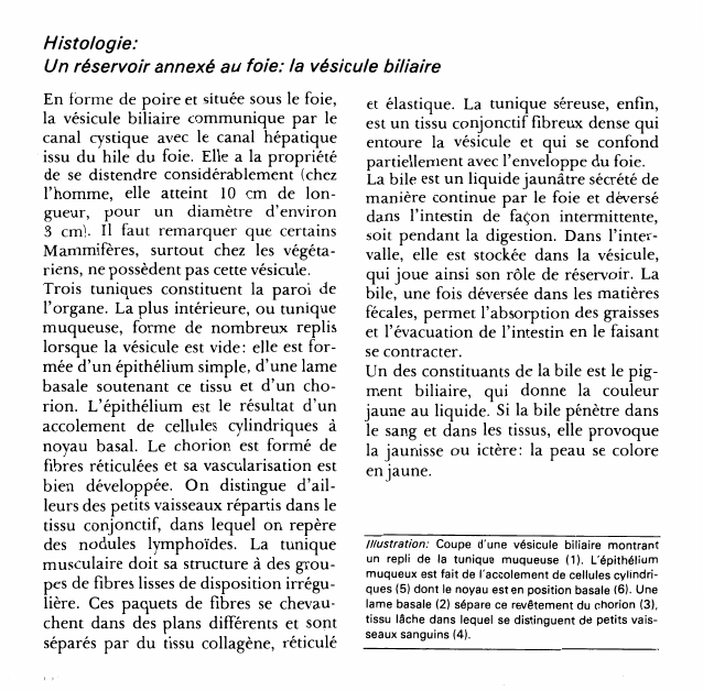 Prévisualisation du document Histologie:Un réservoir annexé au foie: la vésicule biliaire.