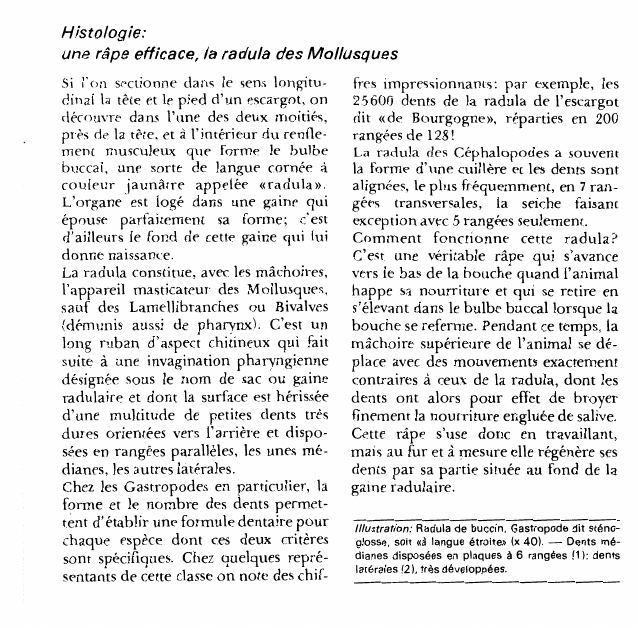 Prévisualisation du document Histologie:une râpe efficace, la radula des Mollusques.
