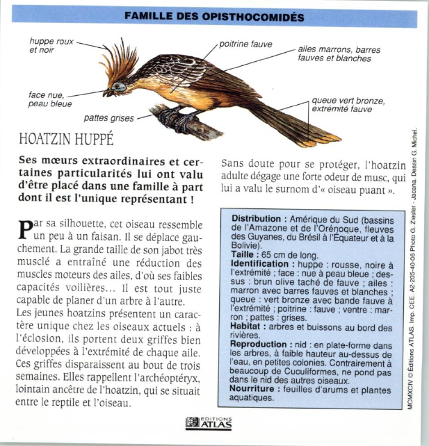 Prévisualisation du document HOATZIN HUPPÉ