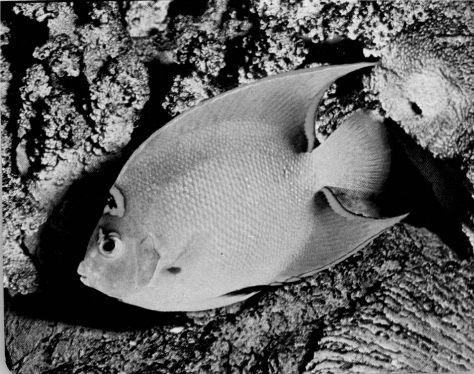 Prévisualisation du document Holacanthe:
C'est le fameux poisson-ange des Caraïbes.