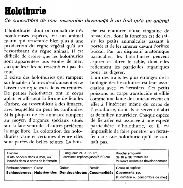 Prévisualisation du document Holothurie:Ce concombre de mer ressemble davantage à un fruit qu'à un animal.
