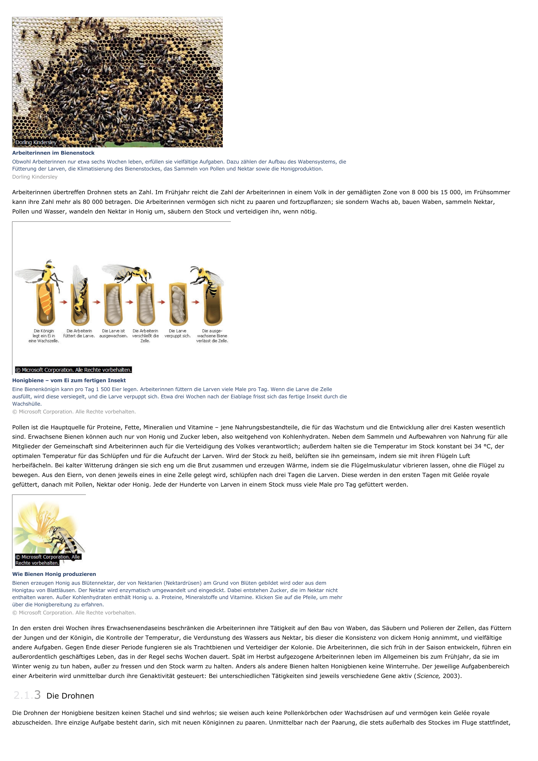 Prévisualisation du document Honigbiene - Tiere.
