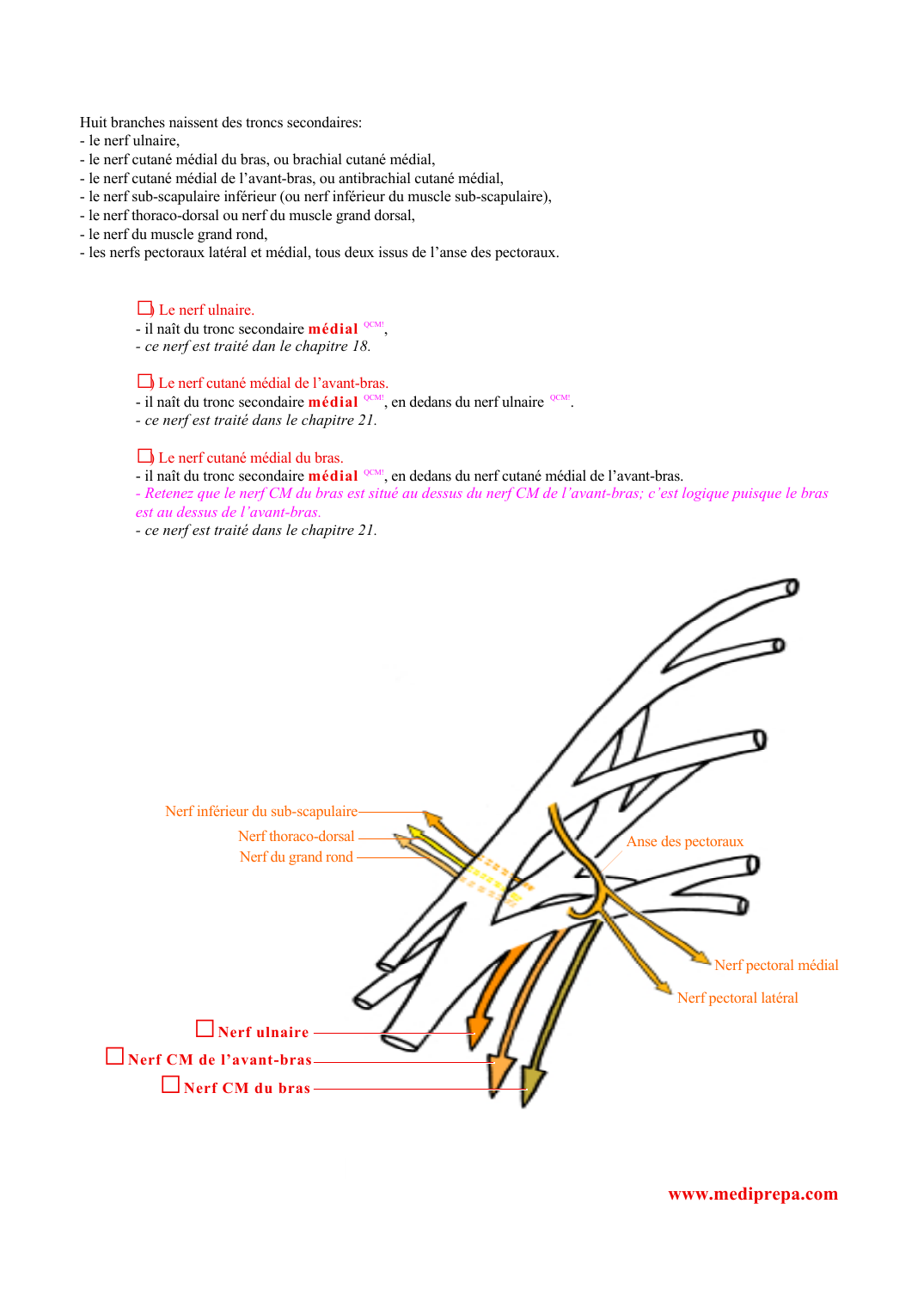 Prévisualisation du document Huit branches naissent des troncs secondaires:- le nerf ulnaire,- le