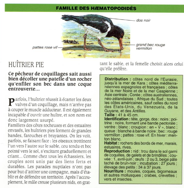 Prévisualisation du document HUÎTRIER PIE